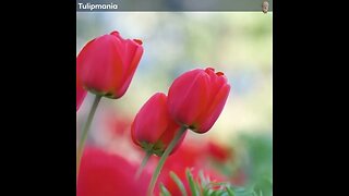 Tulipmania