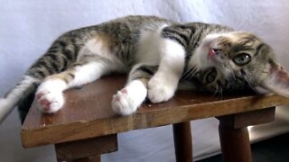 Snuggly Baby Cat Yawns