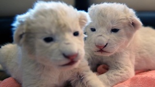 Twin White Lion Cubs Move in With Zookeeper