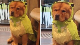 Chow puppy not too thrilled about her new raincoat