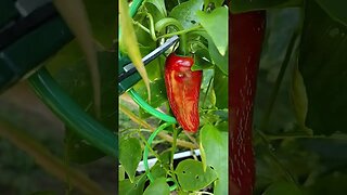 Picking the Red Jalapeno Pepper #gardening #garden