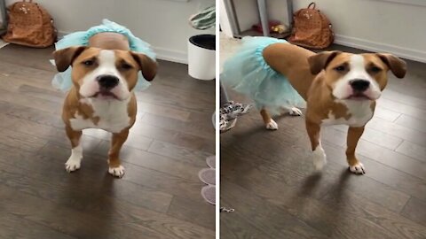 Cute dog showing off the new skirt , funny when she turns around