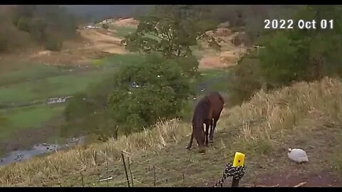 Horse and guinea fowl are friends