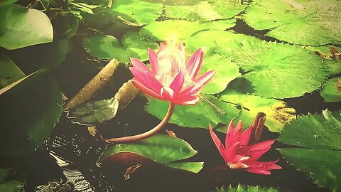 After Effects Template - The Lotus