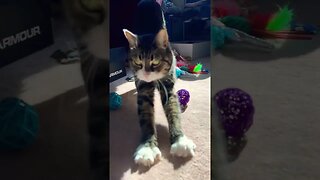 Big Stretch from a Little Cat 😽 #catvideos