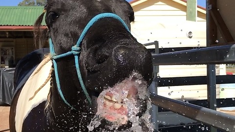 Horse loves water
