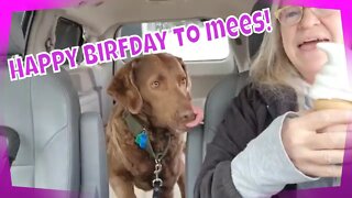 Meet My Dogs: Hunter's 4th Birthday