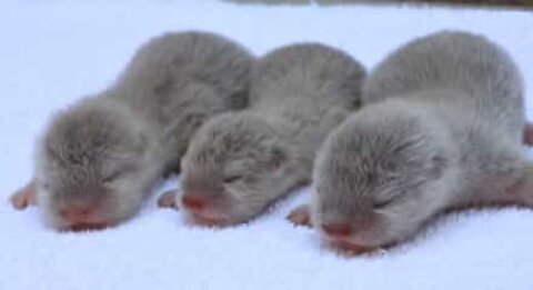 Adorable video shows a rare litter of otters at a US zoo