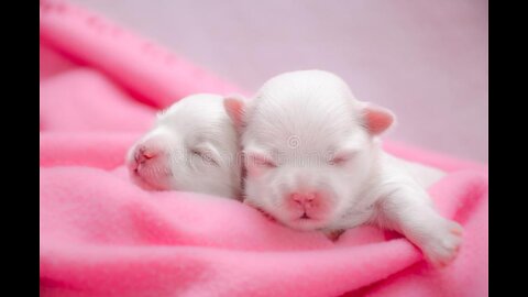 Maltese Puppies - 2 Weeks Old