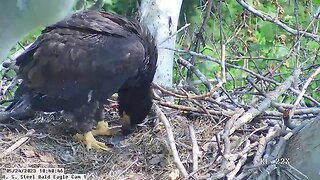 USS Cam 1 5-24-23 @ 10:40 Hop defeathers small bird and self feeds