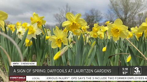 More than 350k daffodils in bloom at Lauritzen Gardens