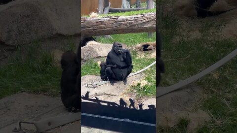 Mom and Baby Gorilla Share Adorable Moments! #shorts #zoo #gorilla #mom #baby #enterthecronic