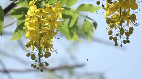 Calming piano music.Spring in the forest.