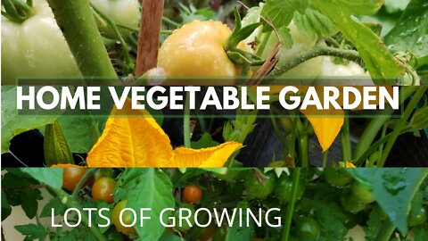 Home Vegetable Garden | Beginner Friendly and Chemical Free