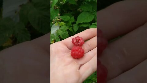 #raspberries #ontario #ohhighbud