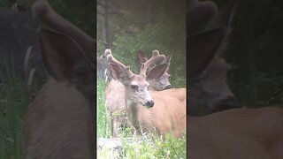 NEW GROWTH #shortsvideo #shortsfeed #wyoming #deer #deerhunting #velvet #provendeadly #muledeer