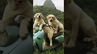 Cute puppy driving scooter with best friend.....#shorts #puppypow007