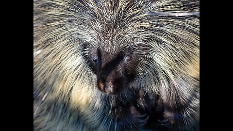 🦔 The Porcupine Saga Continues... We Caught Him... and I Released Him Into A New Home