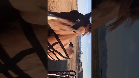 Majestic running: horse after a refreshing bath #short