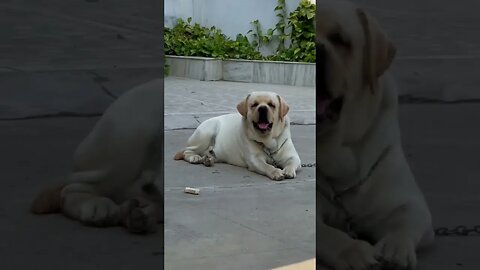 Labrador Life: A Time-Lapse of a Puppy's Incredible Growth and Transformation