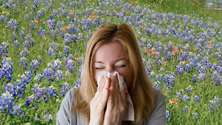 Was that a sneeze? The top allergy culprits each spring