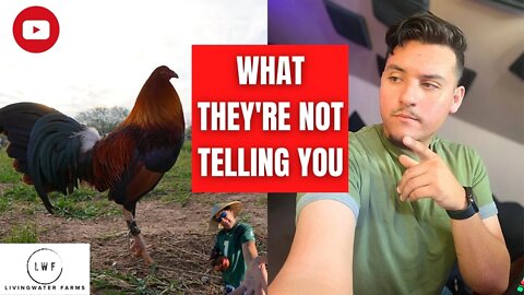 WHY YOU NEED To Stop Following BIG NAME GAMEFOWL Breeders // Gamefowl Fowl Stream