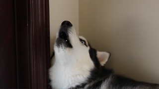 Husky reacts to sounds of huskies howling