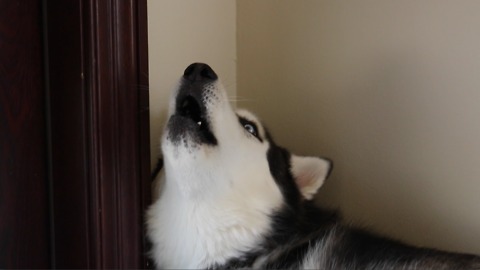 Husky reacts to sounds of huskies howling