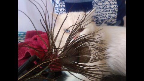 My Cat's favourite toy is peacock feather