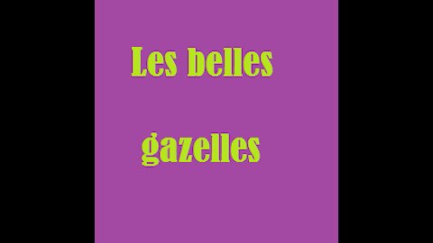 les belles gazelles