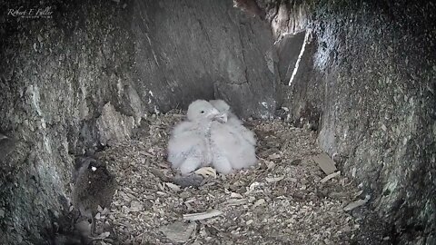 Kestrel Dad Learns to Care for Chicks After Mum Disappears-4