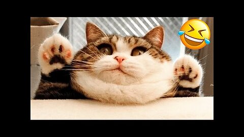 Get ready to laugh with our hilarious cat videos!