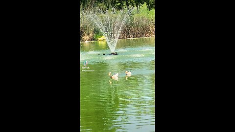 Ducks Playing Follow The Leader #Nature #Duck #Swan #Goose