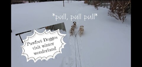 Pawfect doggos visit winter wonderland