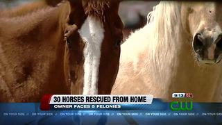 30 abused and neglected horses rescued and relocated