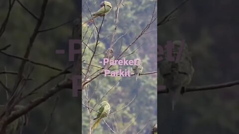 Parakeet/Parkit