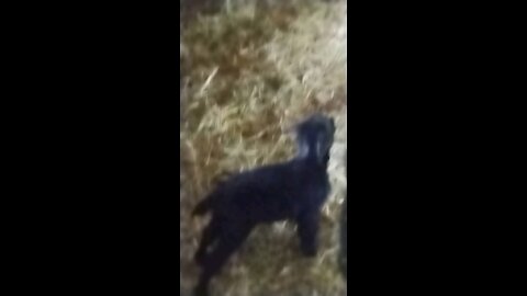 New baby goat