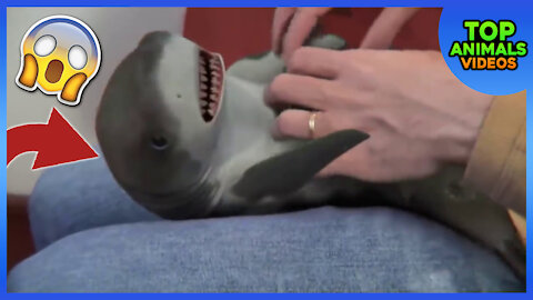 🔴 CUTEST BABY SHARK | HAPPY SHARK | FUNNY SHARK | CUTE BABY ANIMALS REACTION 2021 😱 🌊