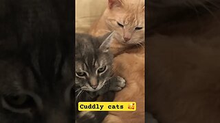 Cuddly cats ❤️🥰