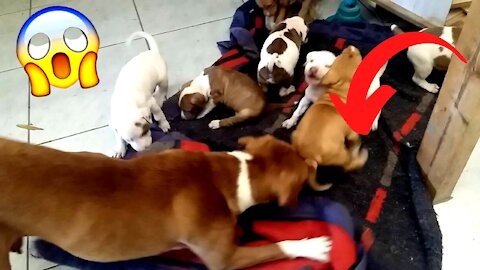 PIT BULL PUPPIES BEING ATTACKED BY THEIR MOTHER