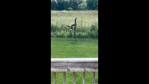 fox hunting squirrel in backyard