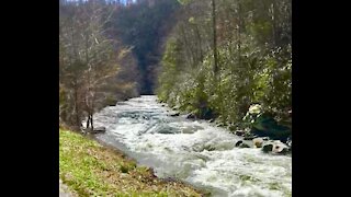 Nature Park Bridge and Flowing Stream