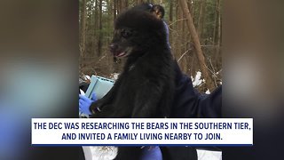 Kids cuddle with wild black bear cubs in Southern Tier