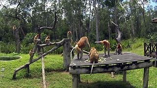 Proboscis monkeys - Alpha male defends his harem females against rival males