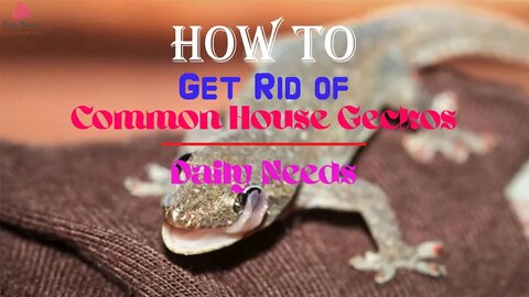 How to Get Rid of Common House Geckos - Daily Needs Studio
