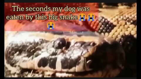 The seconds my dog ​​was eaten by this big snake