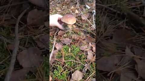 Look what I found!!! The PERFECT mushroom 🍄🍄🍄