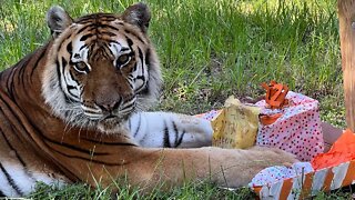 Tiger Birthday!