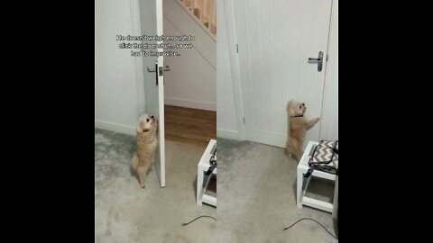 PUPPY 🐶 CLOSES THE DOOR BY HIMSELF!!!!