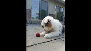 Aussie puppy takes on dreaded strawberry